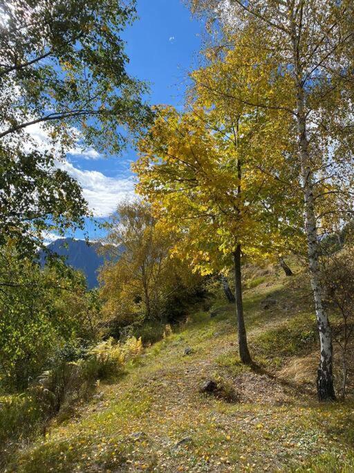 Casa Del Cios Calda E Intima Casetta Immersa Nel Verde Delle Montagne Alpe Basciumo エクステリア 写真