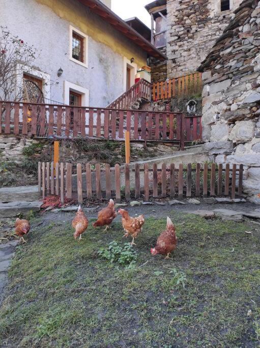 Casa Del Cios Calda E Intima Casetta Immersa Nel Verde Delle Montagne Alpe Basciumo エクステリア 写真