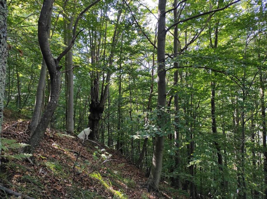 Casa Del Cios Calda E Intima Casetta Immersa Nel Verde Delle Montagne Alpe Basciumo エクステリア 写真